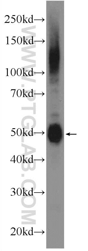 Western Blot (WB) analysis of mouse testis tissue using ODF1 Polyclonal antibody (24736-1-AP)
