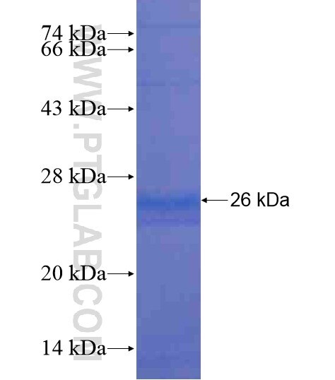 ODF1 fusion protein Ag20562 SDS-PAGE