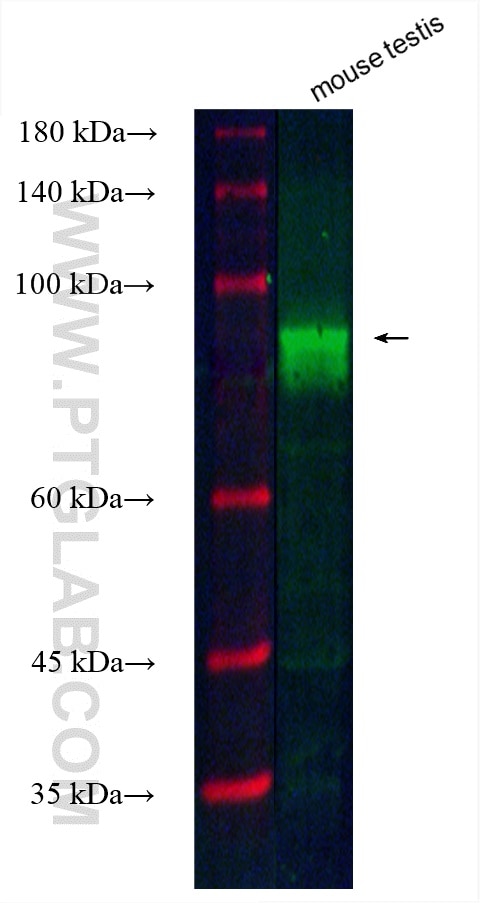 Western Blot (WB) analysis of various lysates using CoraLite® Plus 488-conjugated ODF2 Polyclonal anti (CL488-12058)