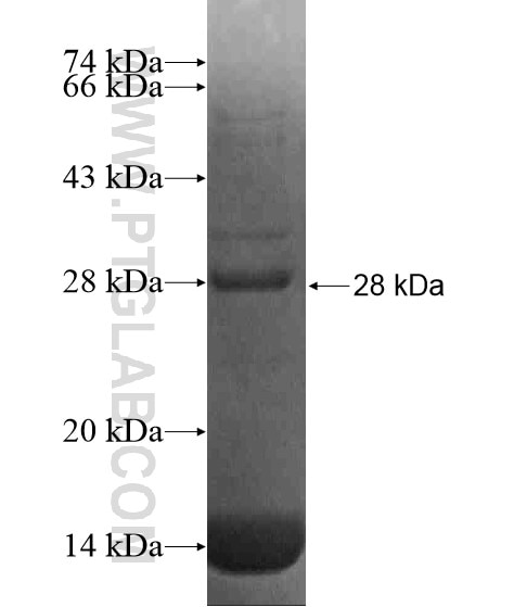 ODF2L fusion protein Ag20897 SDS-PAGE