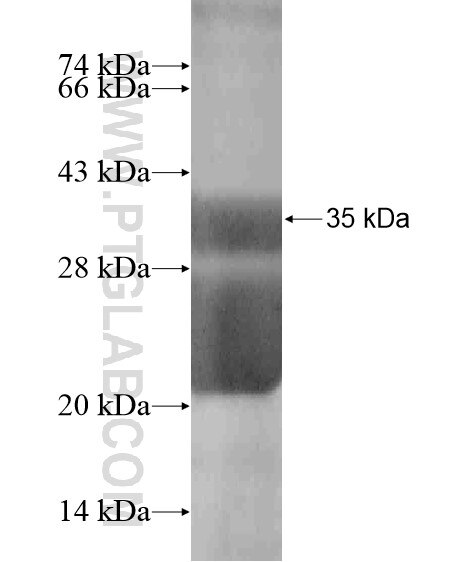 ODF3 fusion protein Ag18734 SDS-PAGE