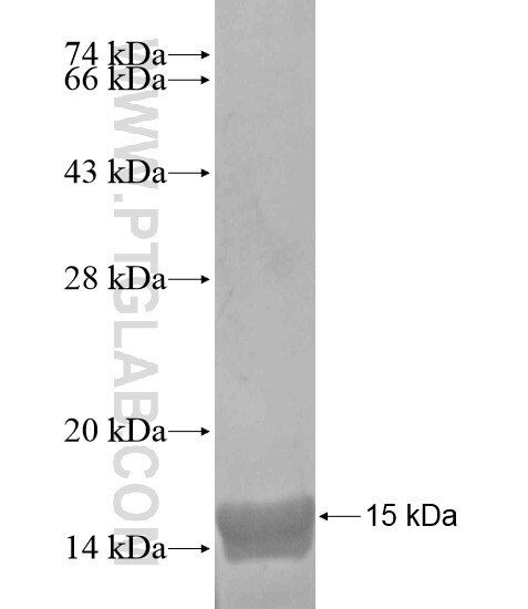 ODF3 fusion protein Ag18918 SDS-PAGE