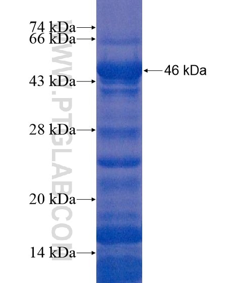 ODF3L2 fusion protein Ag21774 SDS-PAGE