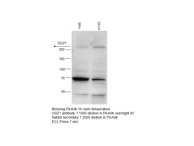 Western Blot (WB) analysis of H69/H146 cells using Teneurin 1 Polyclonal antibody (21696-1-AP)