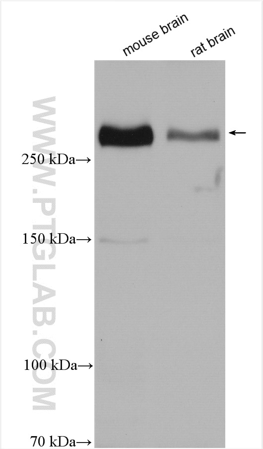Western Blot (WB) analysis of various lysates using Teneurin 1 Polyclonal antibody (21696-1-AP)