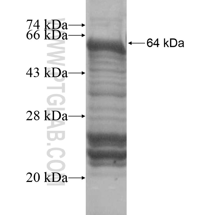ODZ1 fusion protein Ag16289 SDS-PAGE