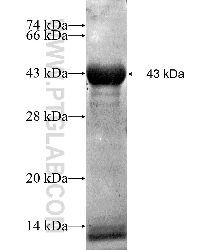 ODZ1 fusion protein Ag17125 SDS-PAGE