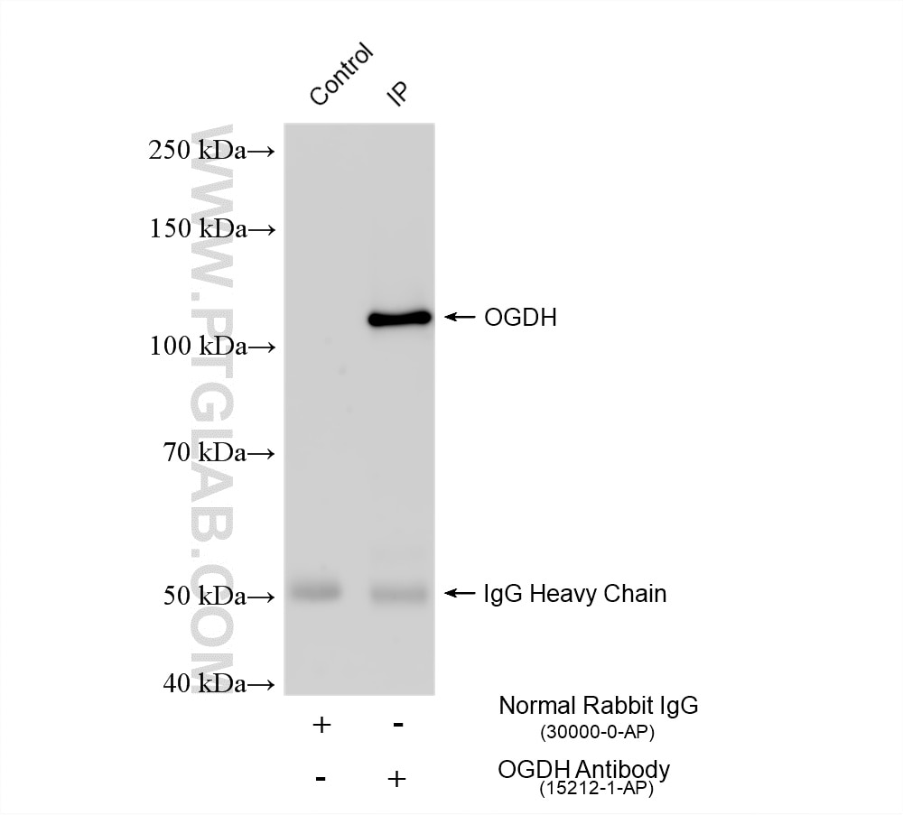Immunoprecipitation (IP) experiment of mouse heart tissue using OGDH Polyclonal antibody (15212-1-AP)