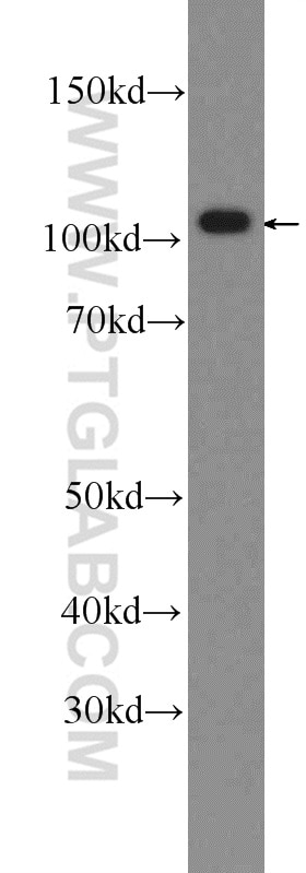 Western Blot (WB) analysis of rat lung tissue using OGDH Polyclonal antibody (15212-1-AP)