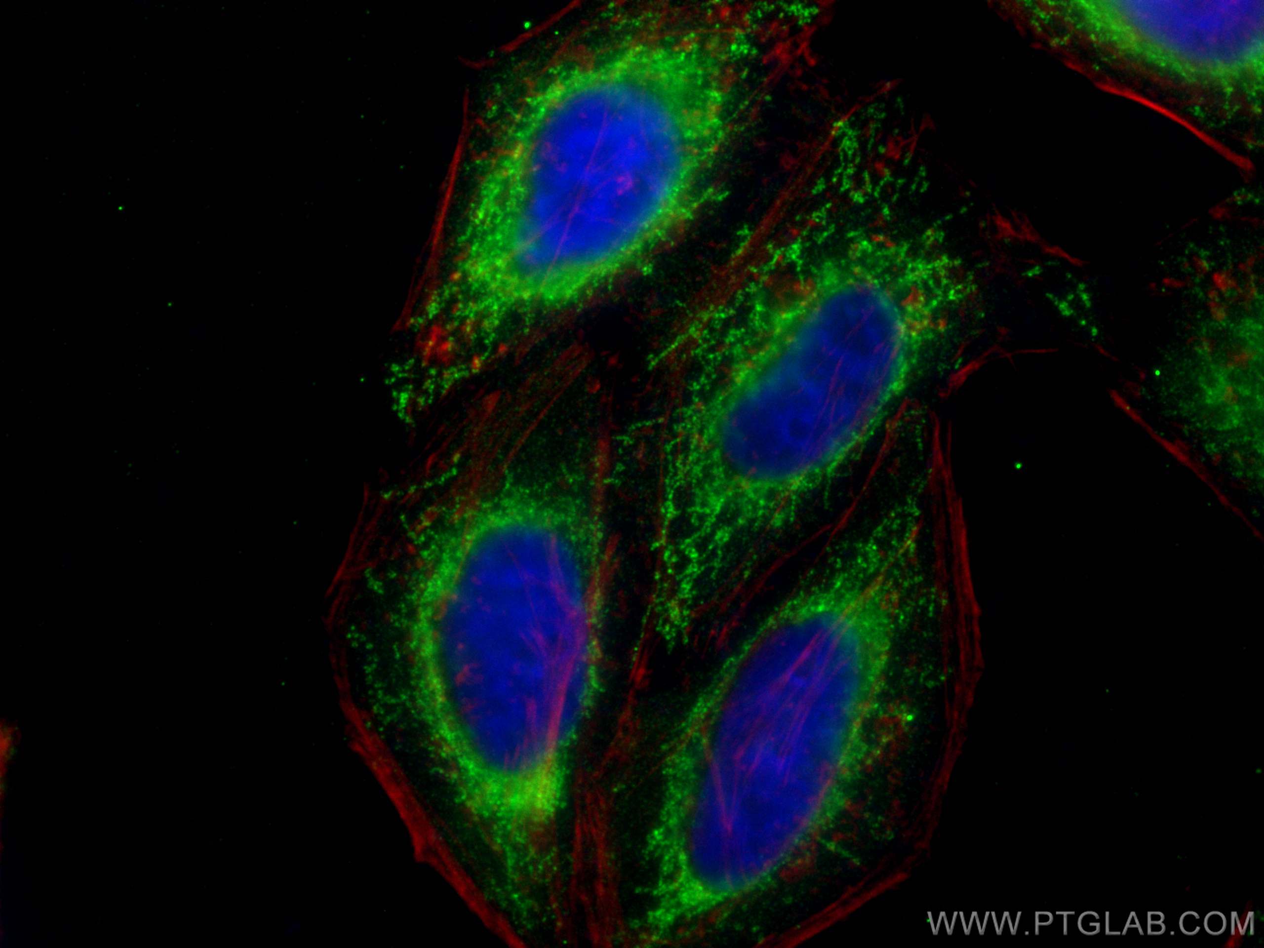 Immunofluorescence (IF) / fluorescent staining of HepG2 cells using OGDH Monoclonal antibody (66285-1-Ig)