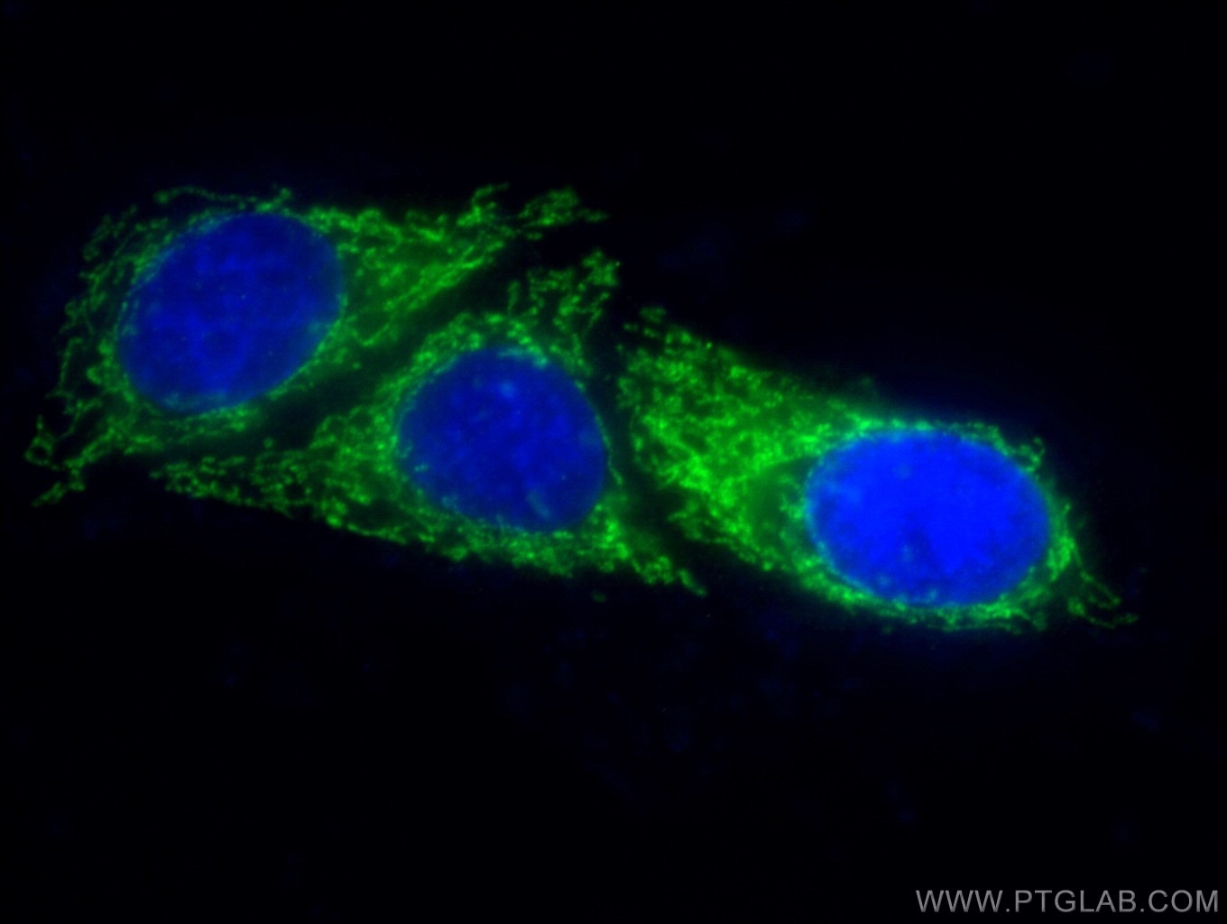 Immunofluorescence (IF) / fluorescent staining of HepG2 cells using OGDH Monoclonal antibody (66285-1-Ig)