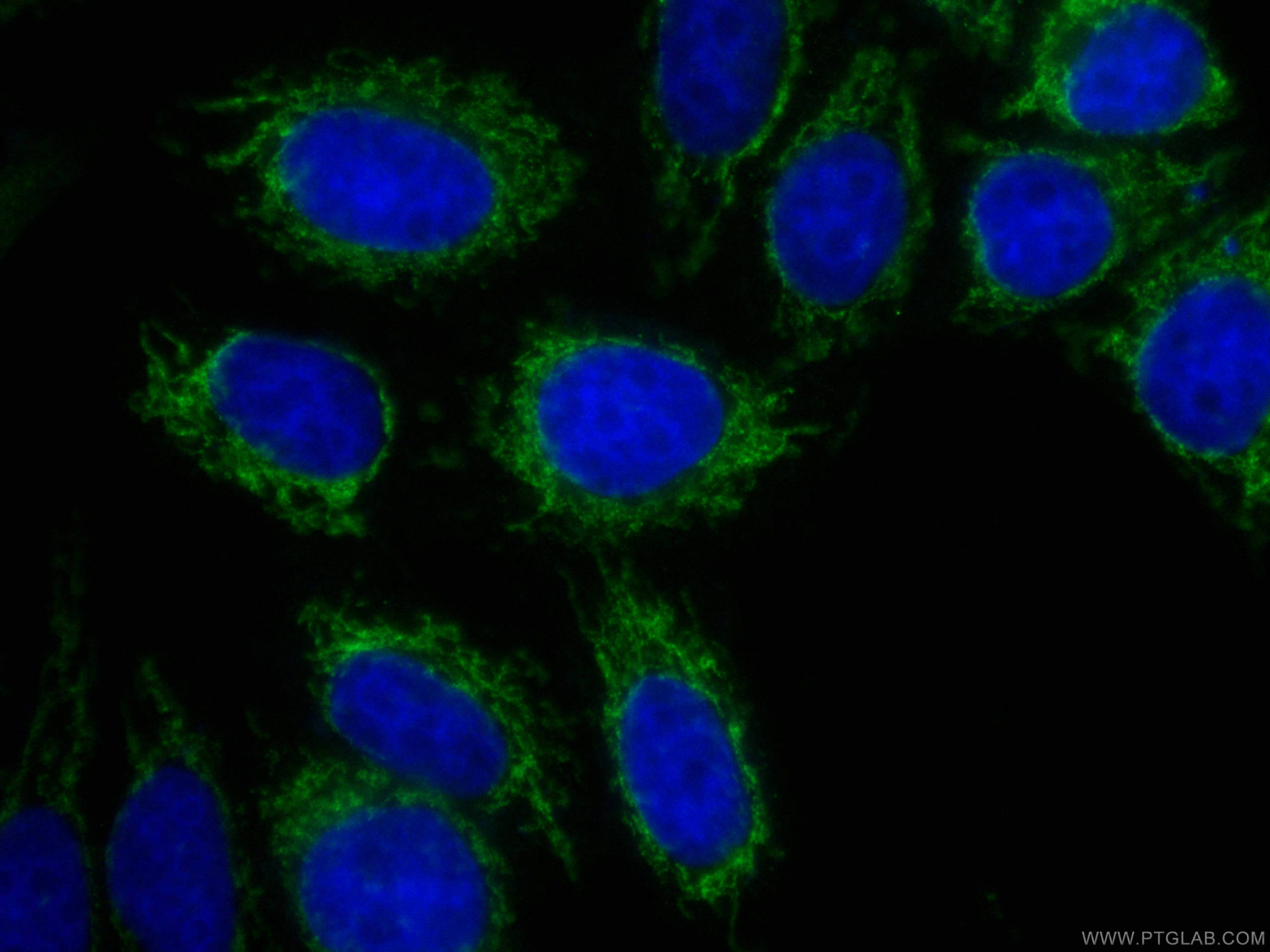 Immunofluorescence (IF) / fluorescent staining of HepG2 cells using CoraLite® Plus 488-conjugated OGDH Monoclonal anti (CL488-66285)