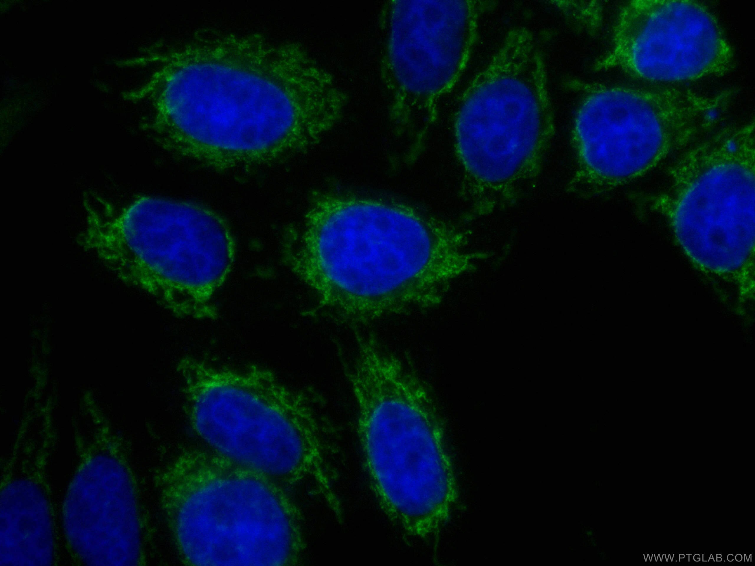 IF Staining of HepG2 using CL488-66285