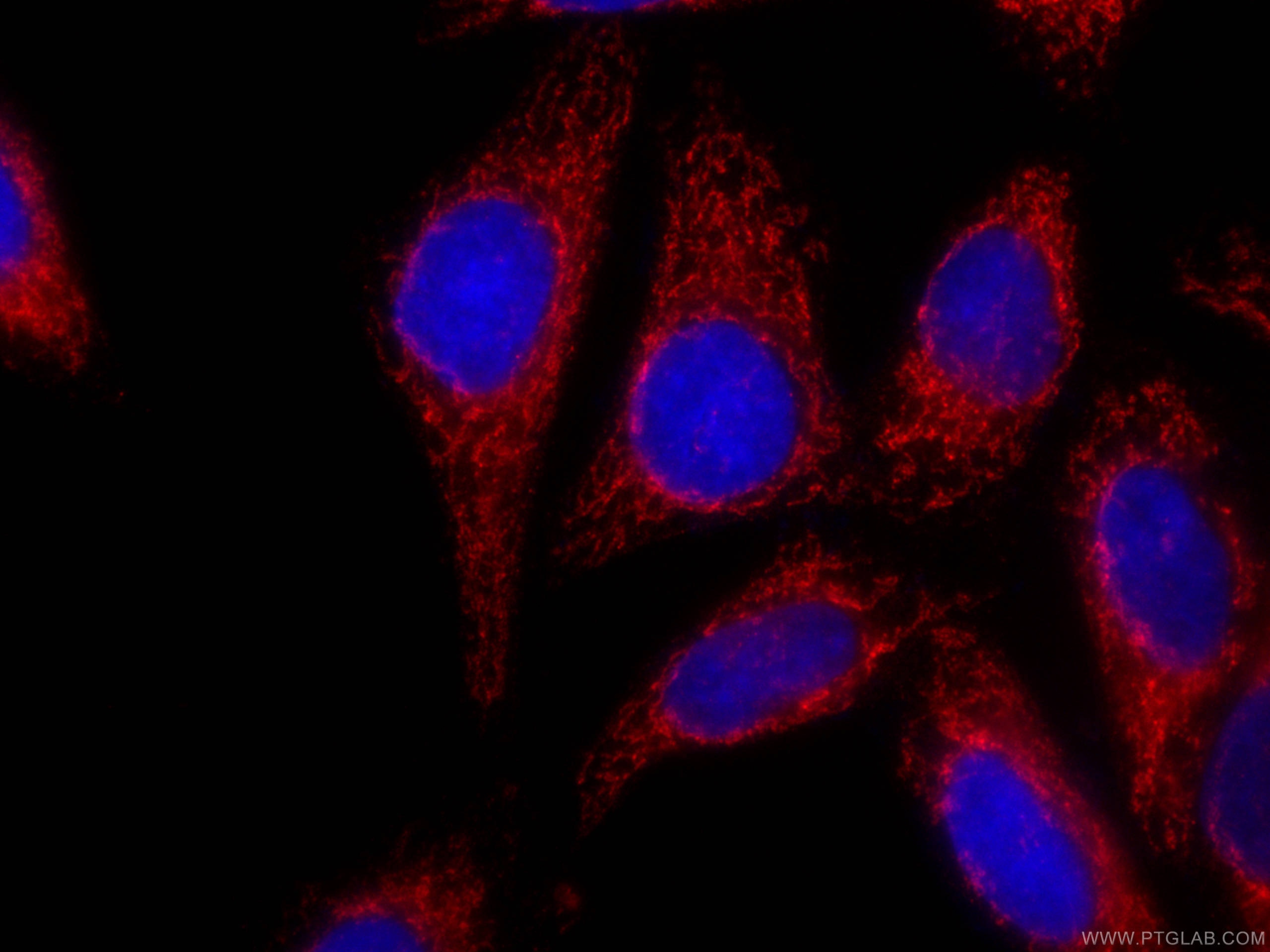 Immunofluorescence (IF) / fluorescent staining of HepG2 cells using CoraLite®594-conjugated OGDH Monoclonal antibody (CL594-66285)