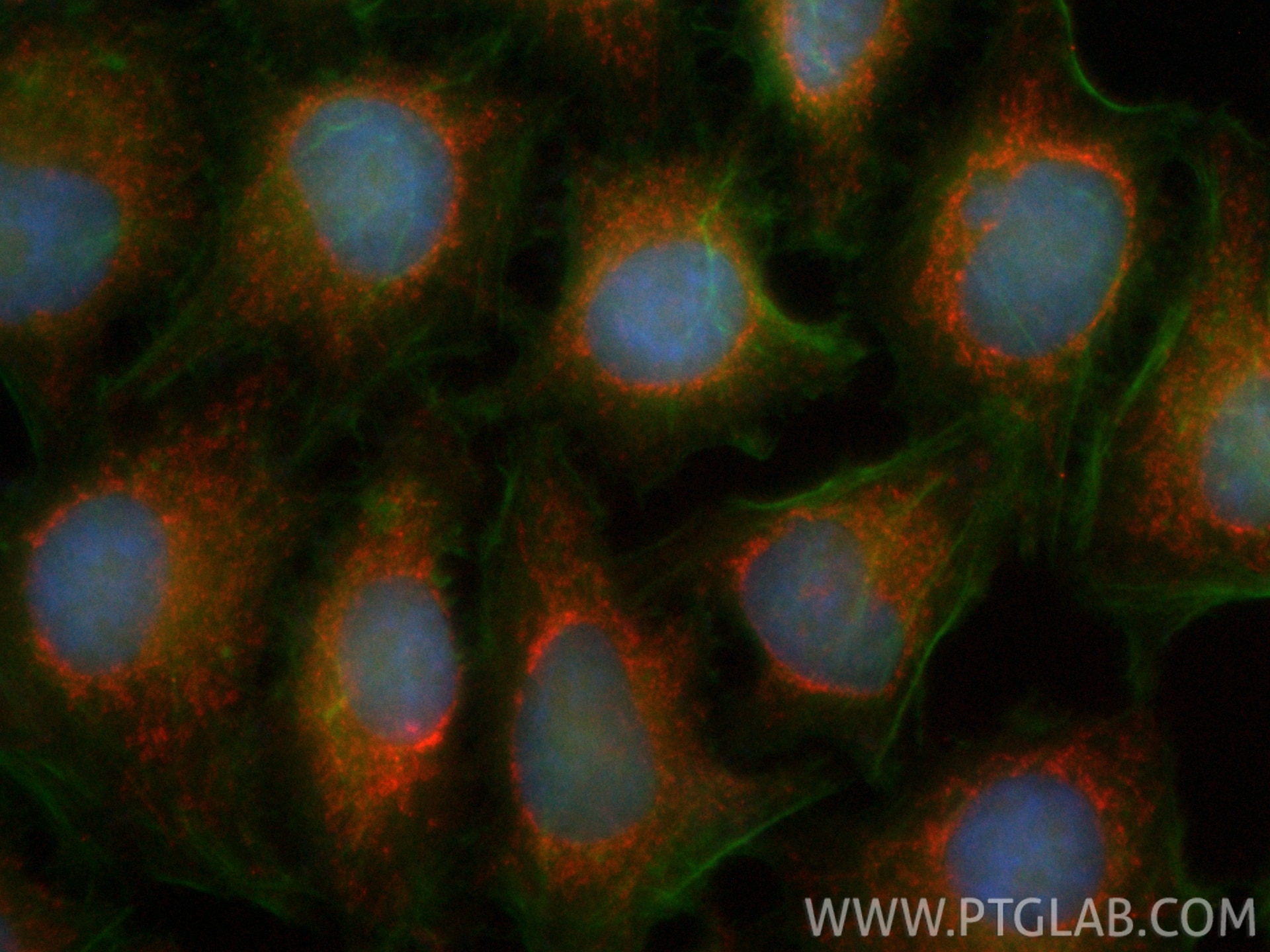 IF Staining of HepG2 using CL594-66285 Immunofluorescence (IF) / fluorescent staining of HepG2 cells using CoraLite®594-conjugated OGDH Monoclonal antibody (CL594-66285)
