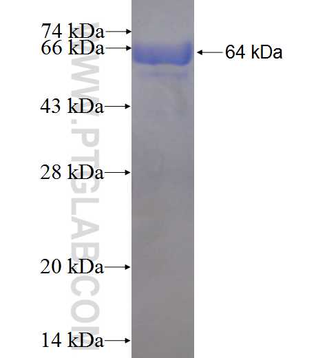 OGDH fusion protein Ag7368 SDS-PAGE