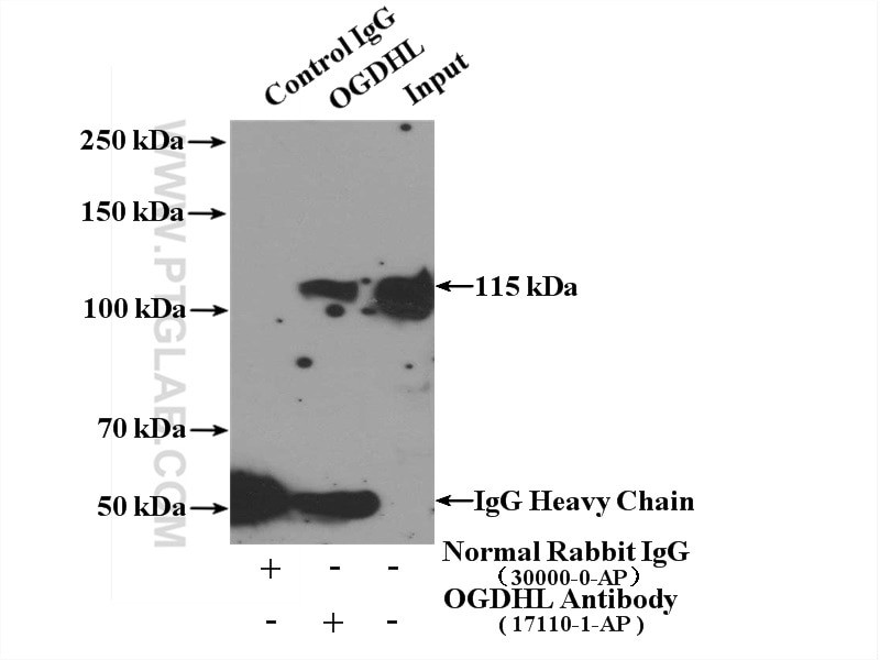 Immunoprecipitation (IP) experiment of mouse brain tissue using OGDHL Polyclonal antibody (17110-1-AP)
