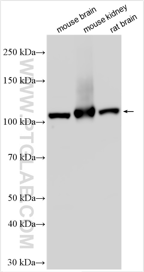 Western Blot (WB) analysis of various lysates using OGDHL Polyclonal antibody (17110-1-AP)