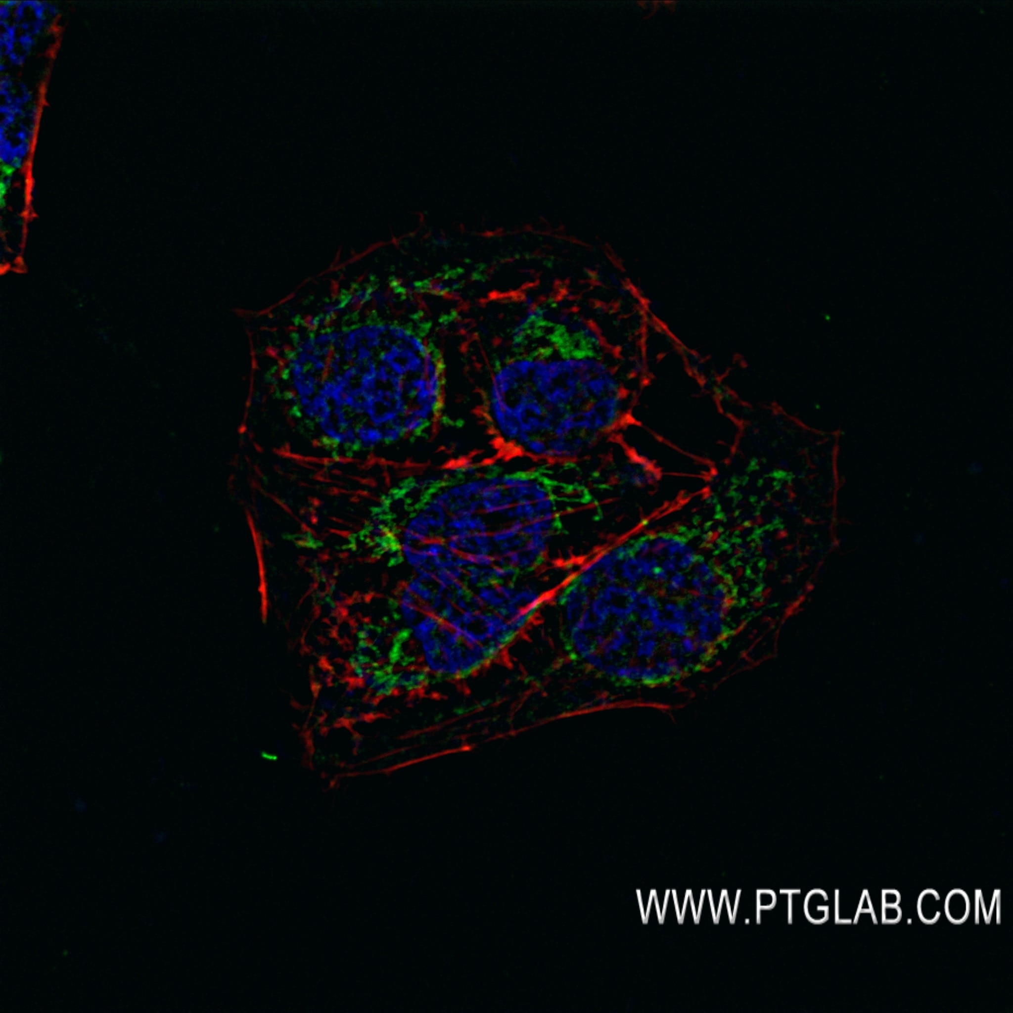 Immunofluorescence (IF) / fluorescent staining of U2OS cells using OGDHL Recombinant antibody (82981-1-RR)