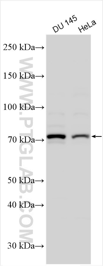 Western Blot (WB) analysis of various lysates using OGFOD1 Polyclonal antibody (30800-1-AP)