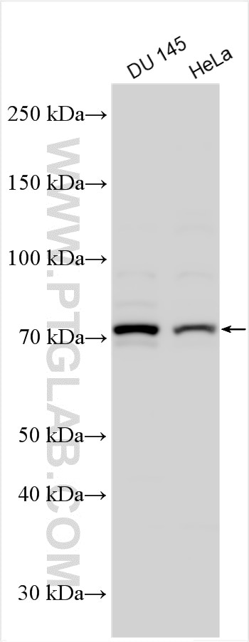 WB analysis using 30800-1-AP