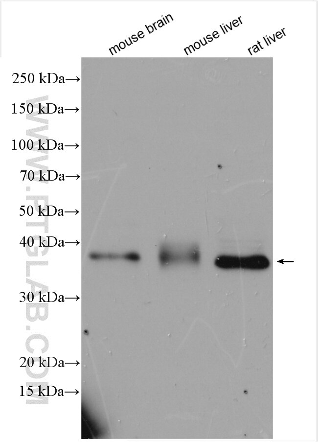 Western Blot (WB) analysis of various lysates using OGFOD2 Polyclonal antibody (21590-1-AP)