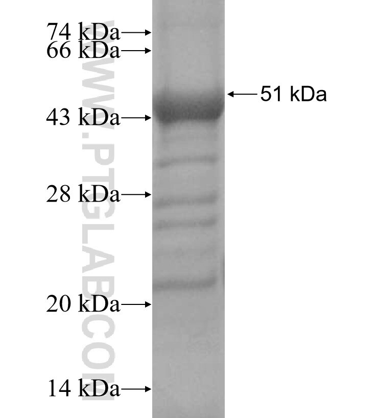 OGFOD2 fusion protein Ag16164 SDS-PAGE
