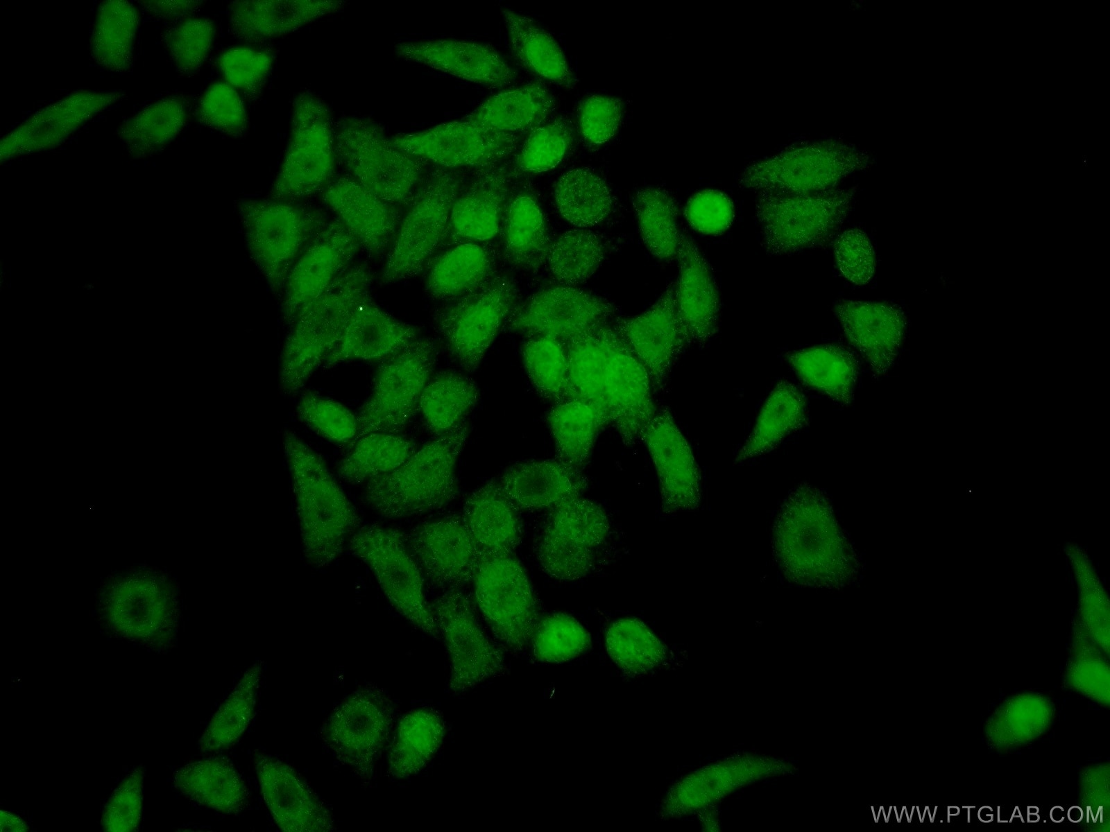 Immunofluorescence (IF) / fluorescent staining of L02 cells using OGFR Polyclonal antibody (11177-1-AP)