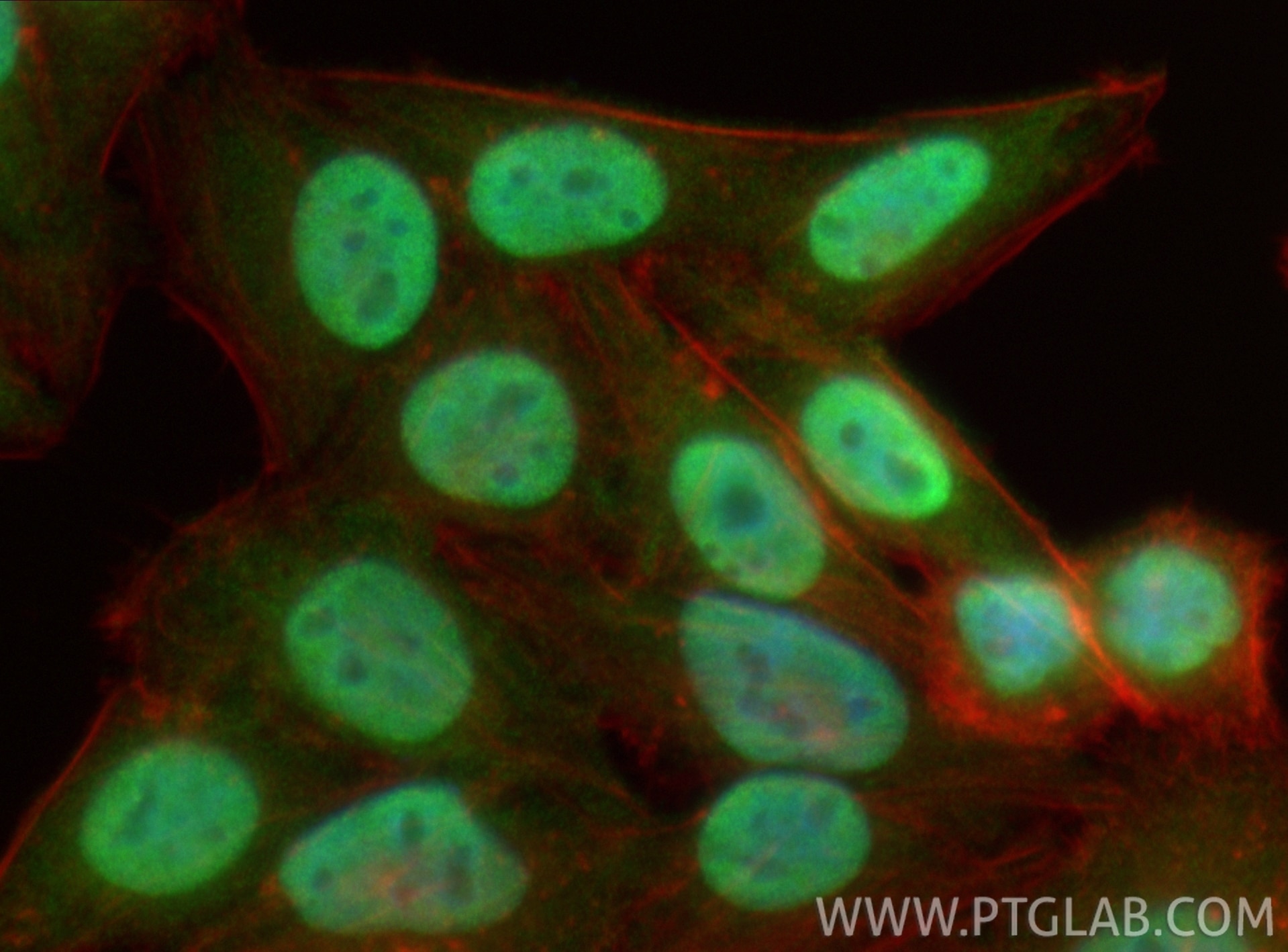 IF Staining of HepG2 using 11177-1-AP Immunofluorescence (IF) / fluorescent staining of HepG2 cells using OGFR Polyclonal antibody (11177-1-AP)