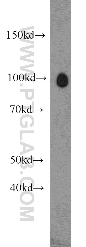 Western Blot (WB) analysis of L02 cells using OGFR Polyclonal antibody (11177-1-AP)