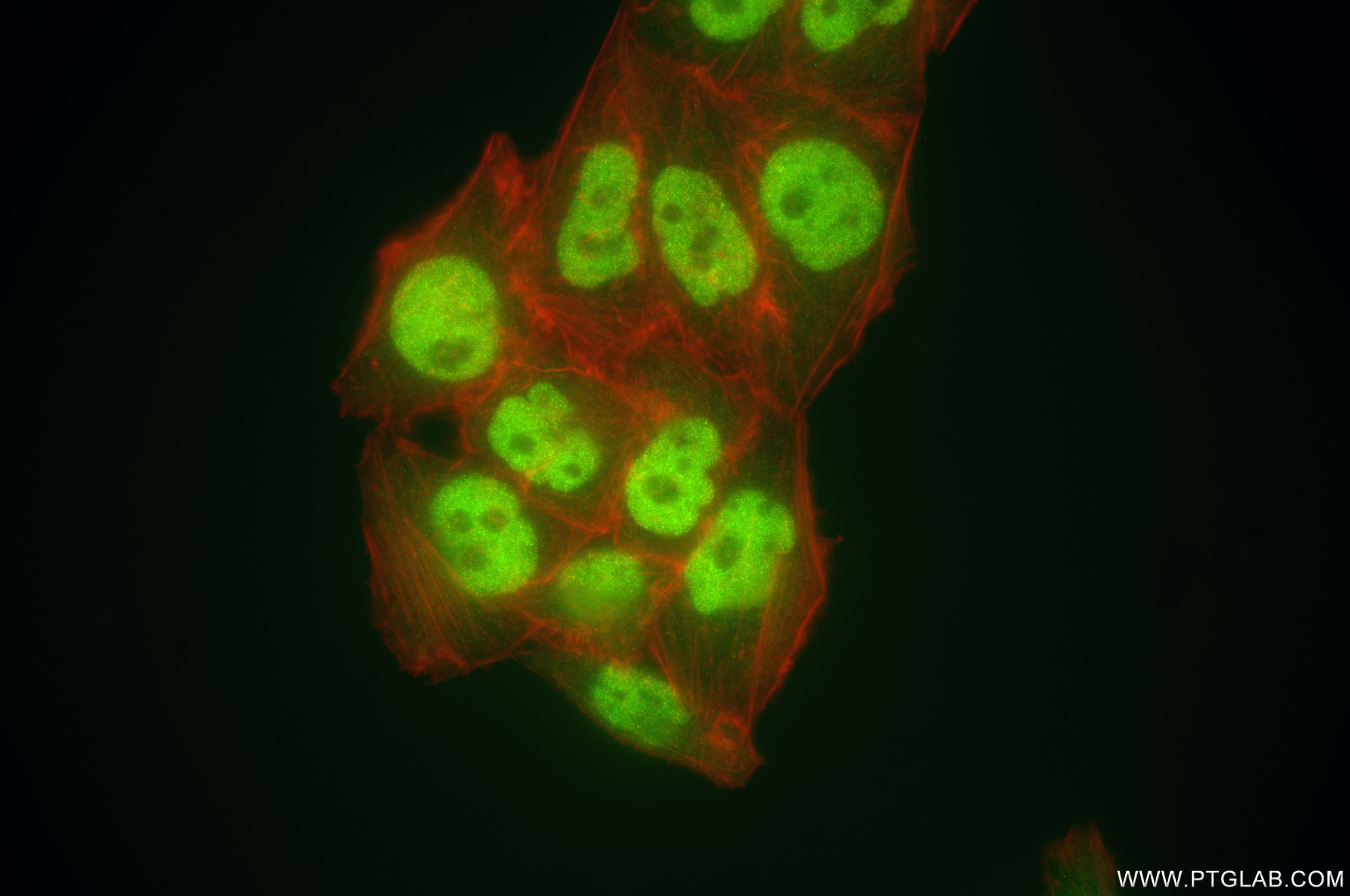 Immunofluorescence (IF) / fluorescent staining of L02 cells using OGFR Recombinant antibody (85998-1-RR)