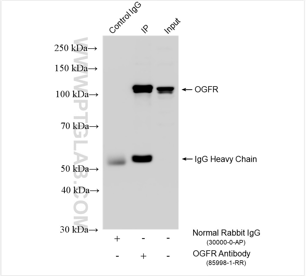 Immunoprecipitation (IP) experiment of COLO 320 cells using OGFR Recombinant antibody (85998-1-RR)
