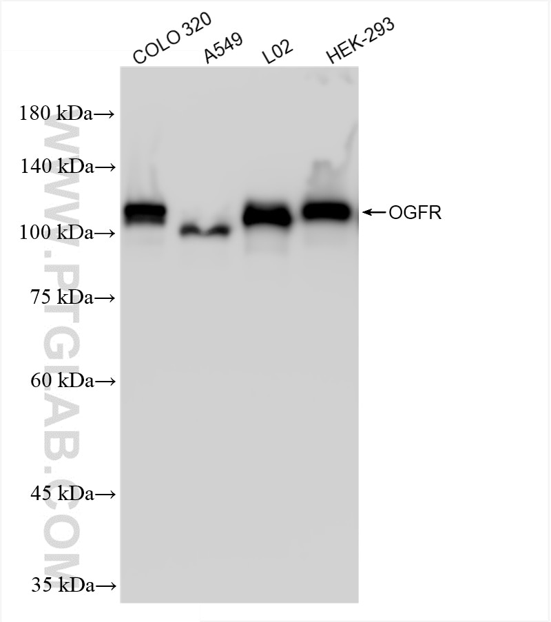 Western Blot (WB) analysis of various lysates using OGFR Recombinant antibody (85998-1-RR)