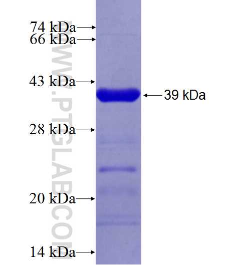 OGFR fusion protein Ag27131 SDS-PAGE