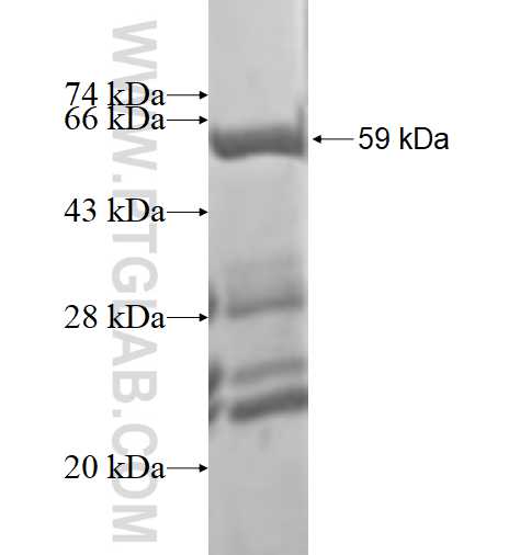 OGFR fusion protein Ag1671 SDS-PAGE