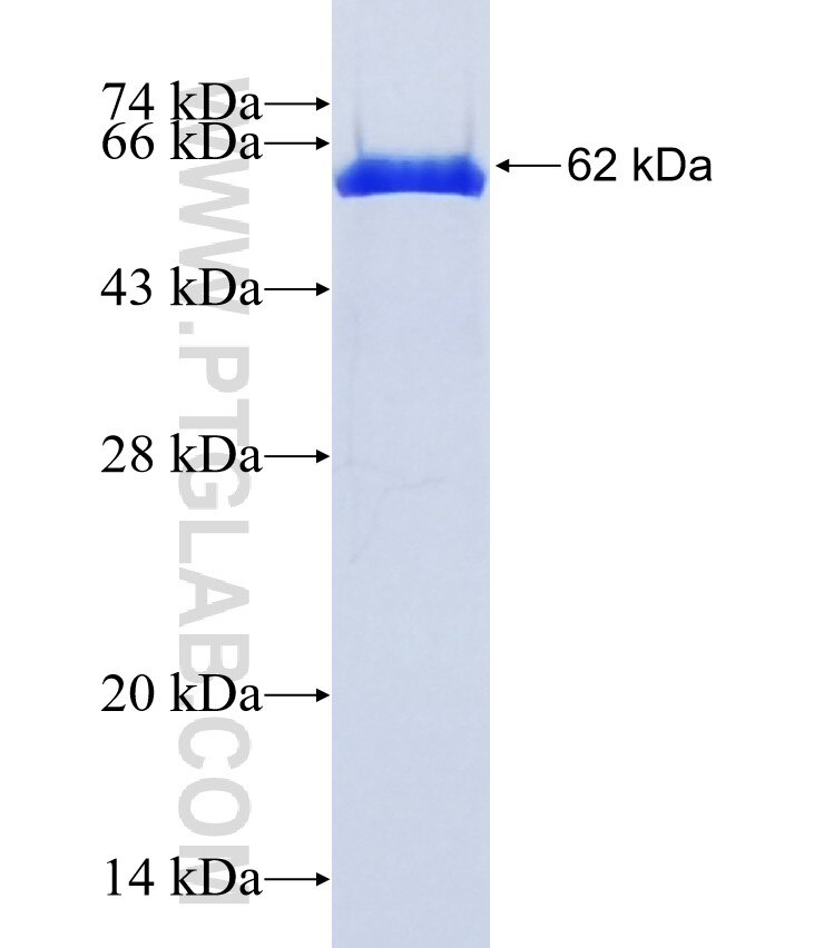 OGFR fusion protein Ag1671 SDS-PAGE