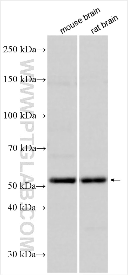 Western Blot (WB) analysis of various lysates using OGFRL1 Polyclonal antibody (11902-1-AP)
