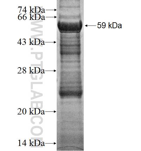 OGFRL1 fusion protein Ag2518 SDS-PAGE