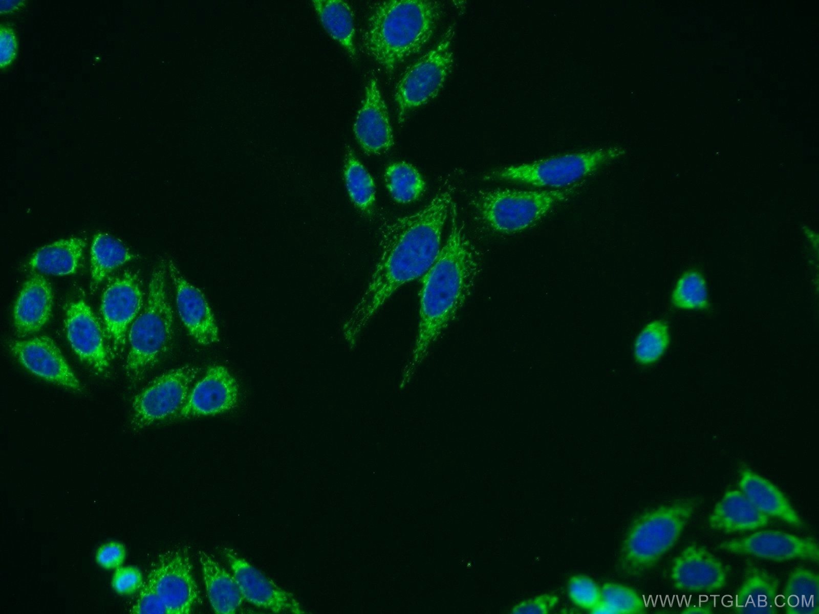 Immunofluorescence (IF) / fluorescent staining of HepG2 cells using OGG1 Polyclonal antibody (15125-1-AP)