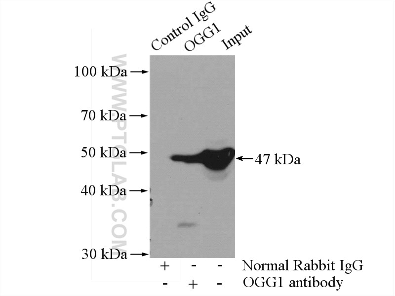 Immunoprecipitation (IP) experiment of mouse heart tissue using OGG1 Polyclonal antibody (15125-1-AP)