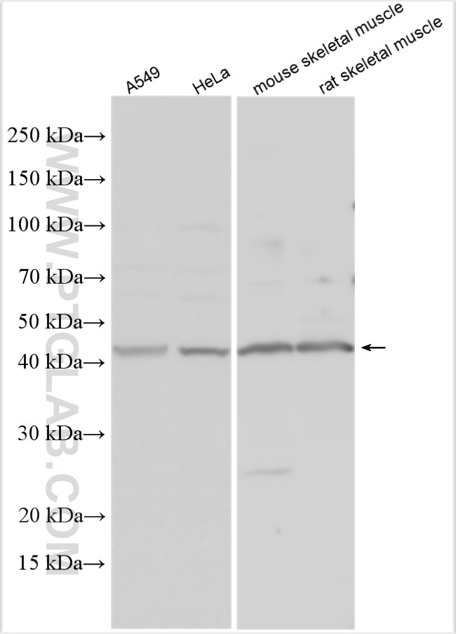 Western Blot (WB) analysis of various lysates using OGG1 Polyclonal antibody (15125-1-AP)