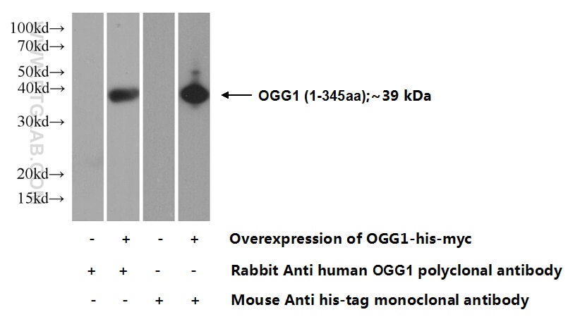 Western Blot (WB) analysis of Transfected HEK-293 cells using OGG1 Polyclonal antibody (15125-1-AP)