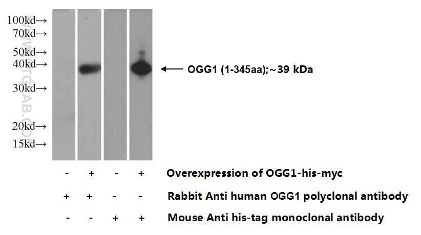 WB analysis of Transfected HEK-293 using 15125-1-AP