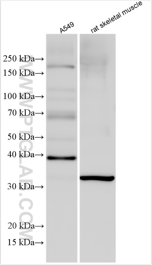 Western Blot (WB) analysis of various lysates using OGG1 Polyclonal antibody (30302-1-AP)