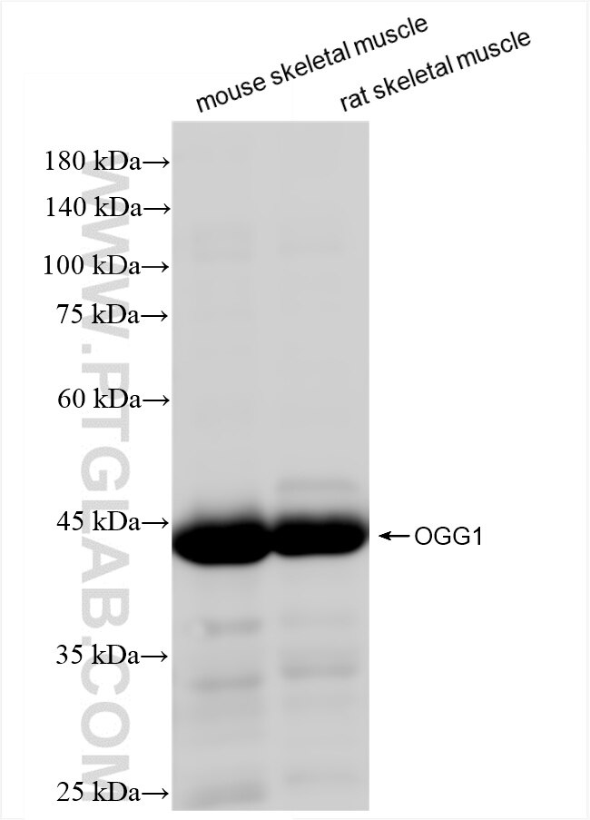 Western Blot (WB) analysis of various lysates using OGG1 Recombinant antibody (83973-5-RR)