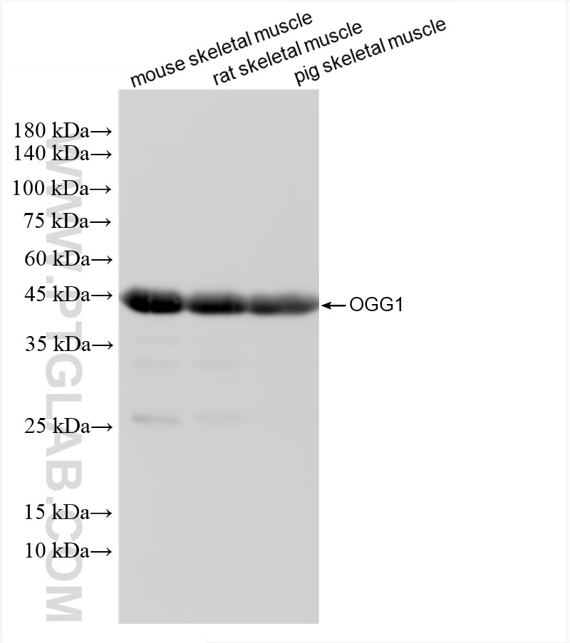 Western Blot (WB) analysis of various lysates using OGG1 Recombinant antibody (83973-5-RR)