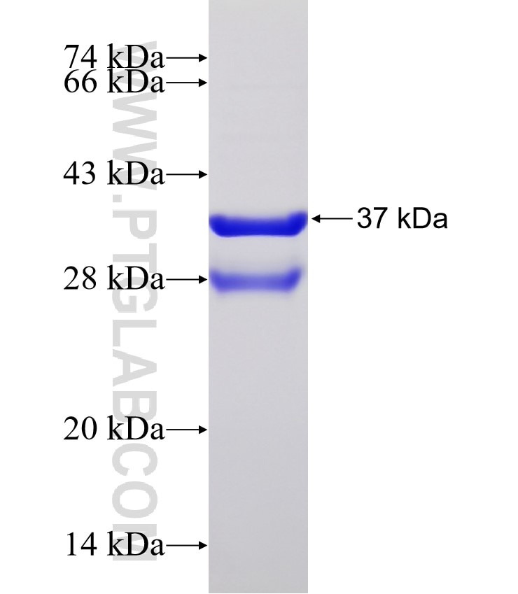 OGG1 fusion protein Ag32962 SDS-PAGE