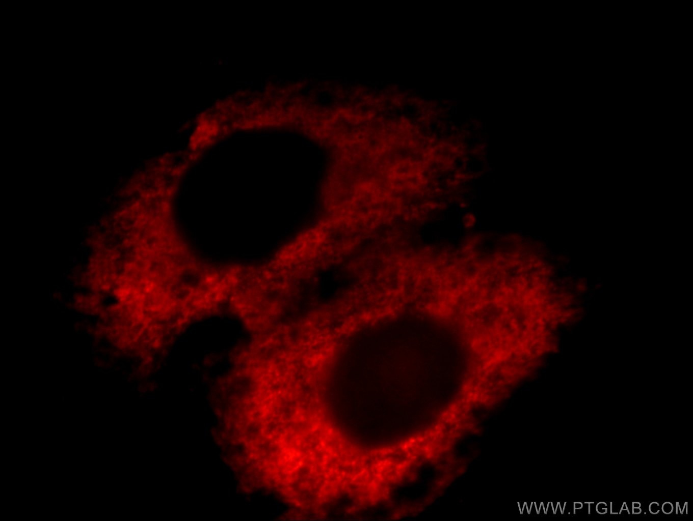 Immunofluorescence (IF) / fluorescent staining of HepG2 cells using Osteoglycin Polyclonal antibody (12755-1-AP)