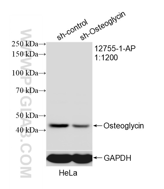 Western Blot (WB) analysis of HeLa cells using Osteoglycin Polyclonal antibody (12755-1-AP)