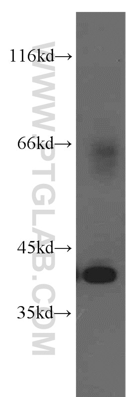 Western Blot (WB) analysis of NIH/3T3 cells using Osteoglycin Polyclonal antibody (12755-1-AP)